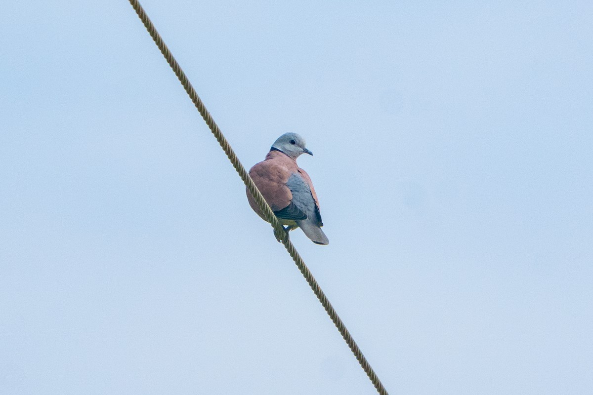Red Collared-Dove - ML645211743