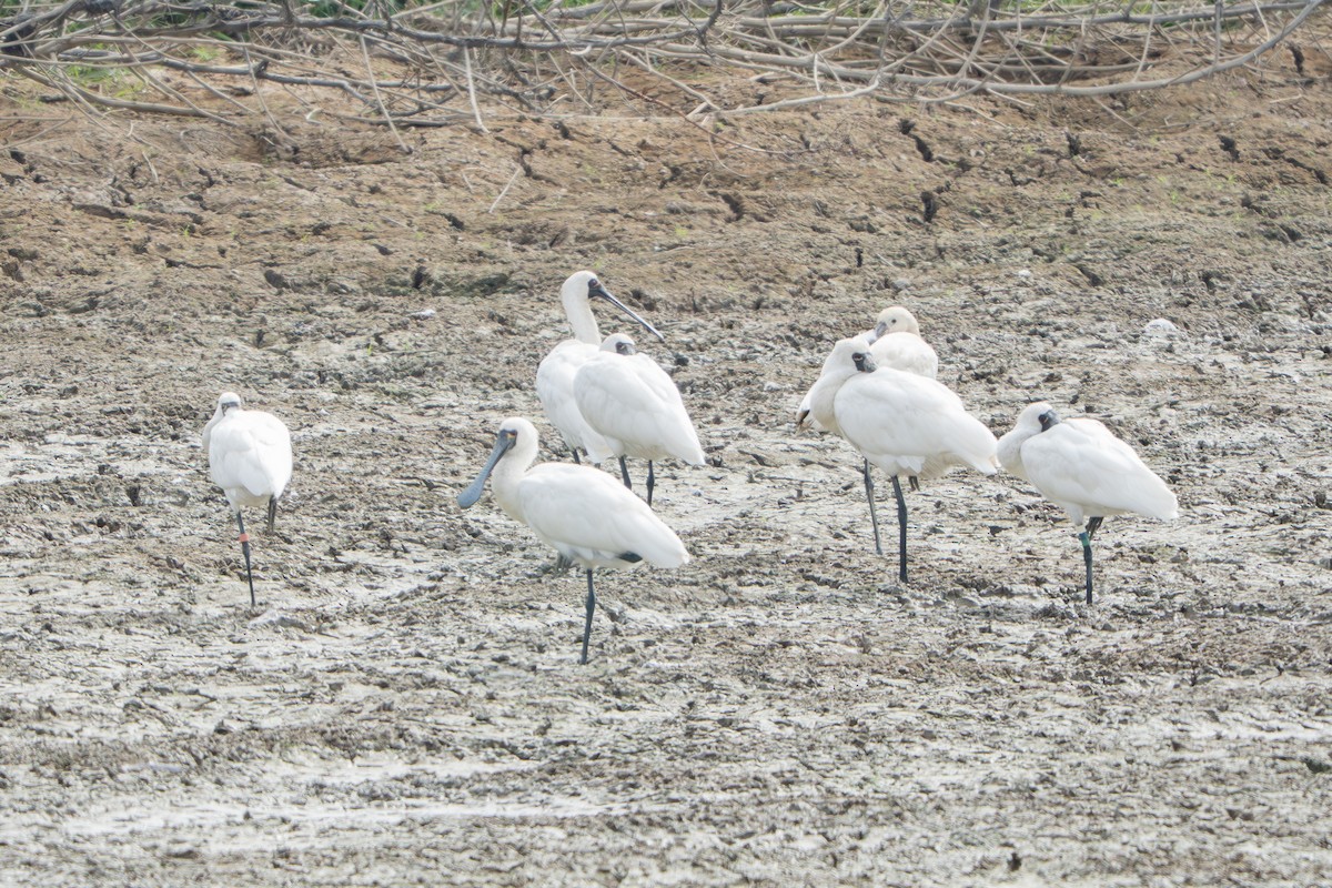 Black-faced Spoonbill - ML645211747