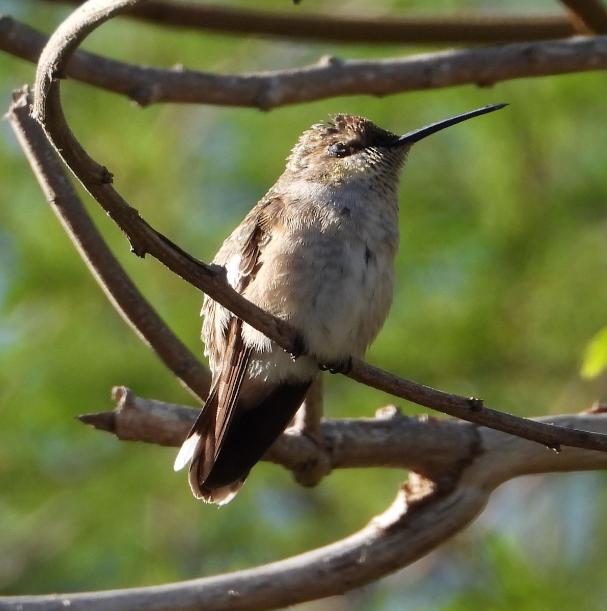 Ruby-throated Hummingbird - ML645211751