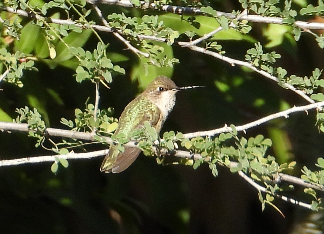 Ruby-throated Hummingbird - ML645211752