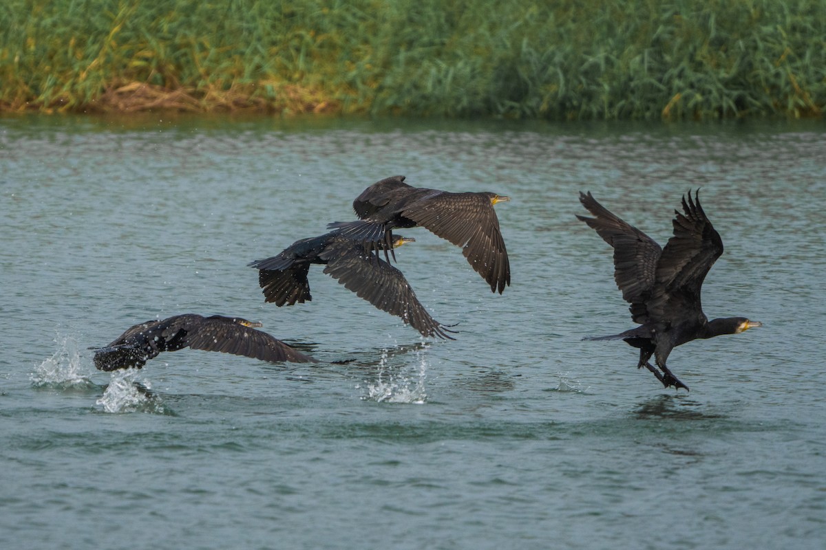 kormorán velký - ML645211763