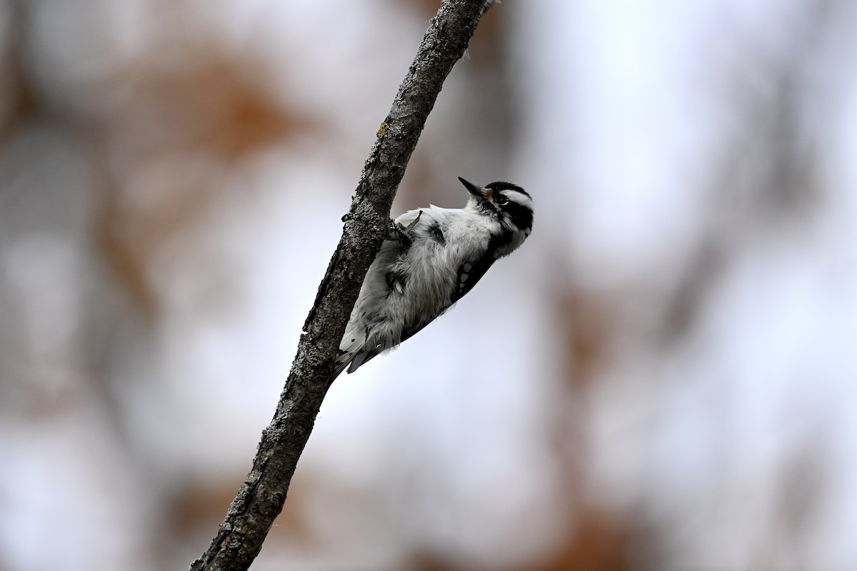Downy Woodpecker - ML645211764