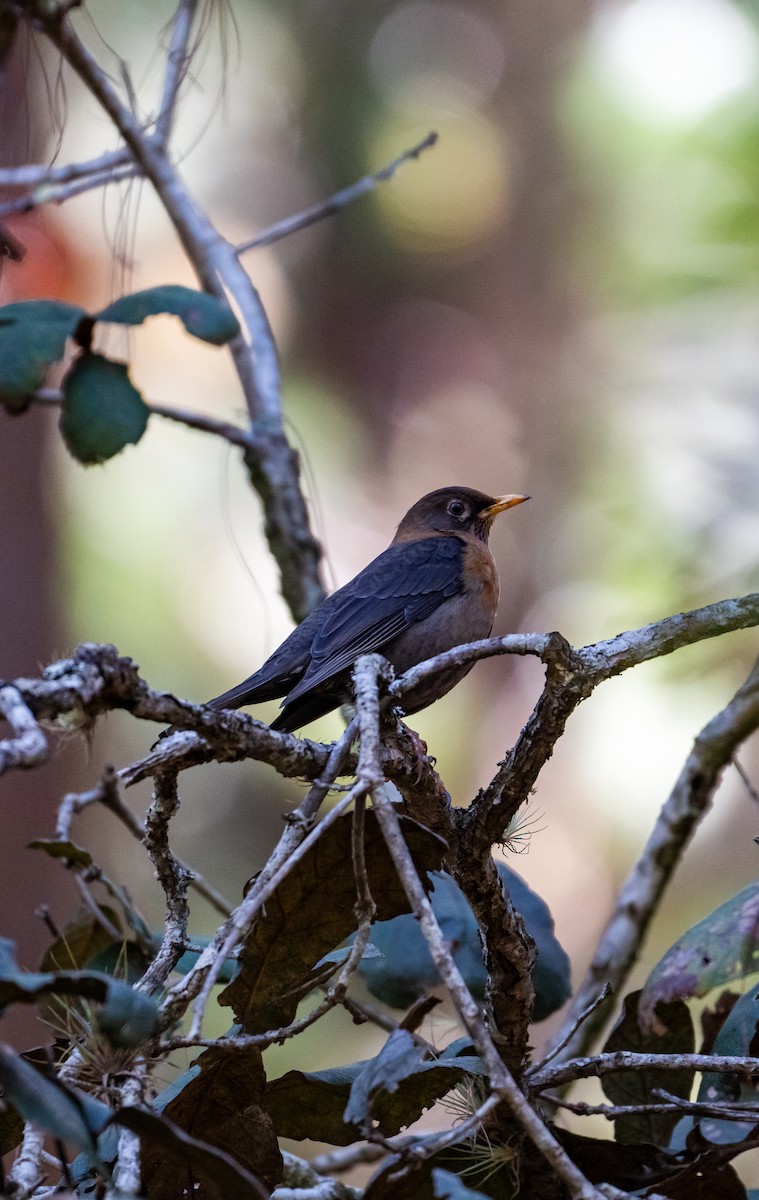 Rufous-collared Robin - ML645211772