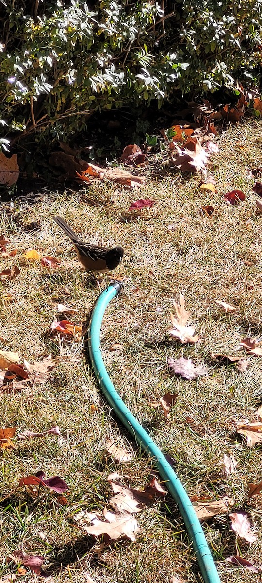 Spotted Towhee - ML645211776