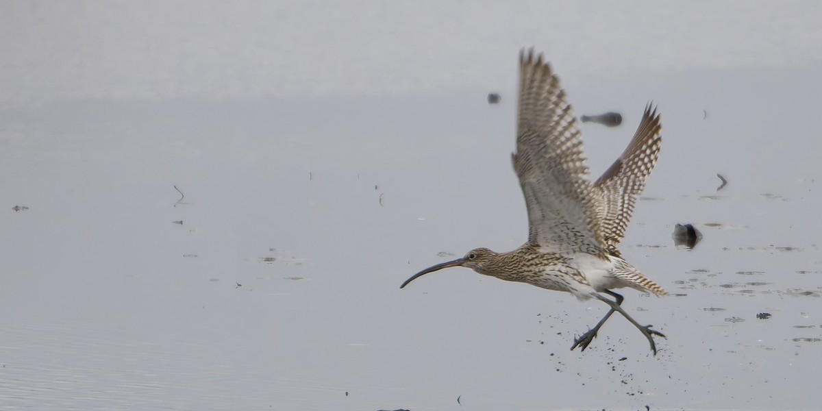 koliha velká - ML645211778