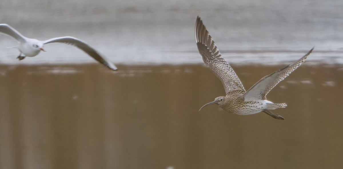 koliha velká - ML645211779