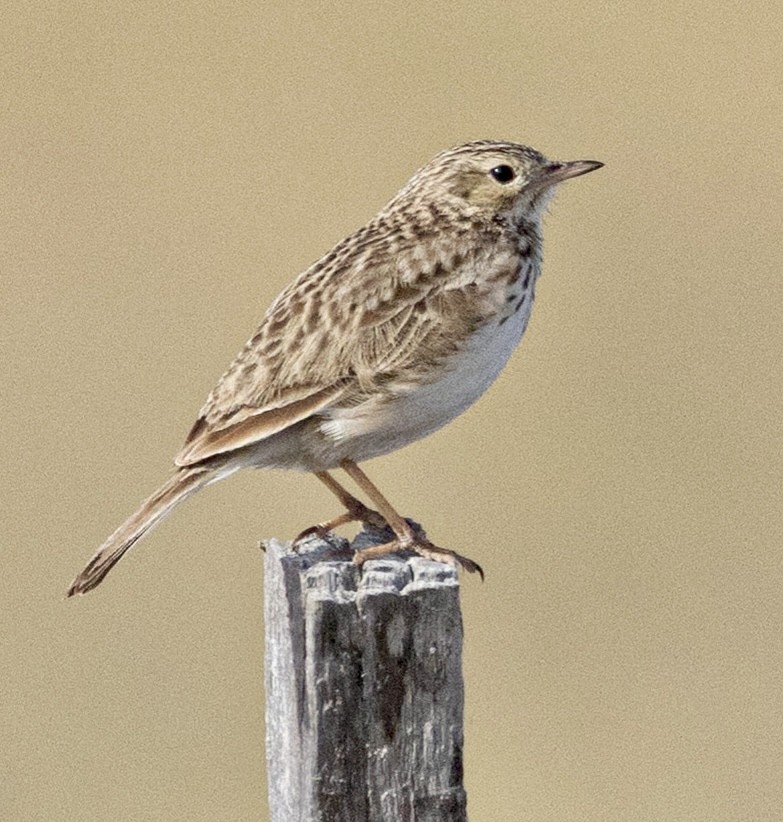 Short-billed Pipit - ML645211784