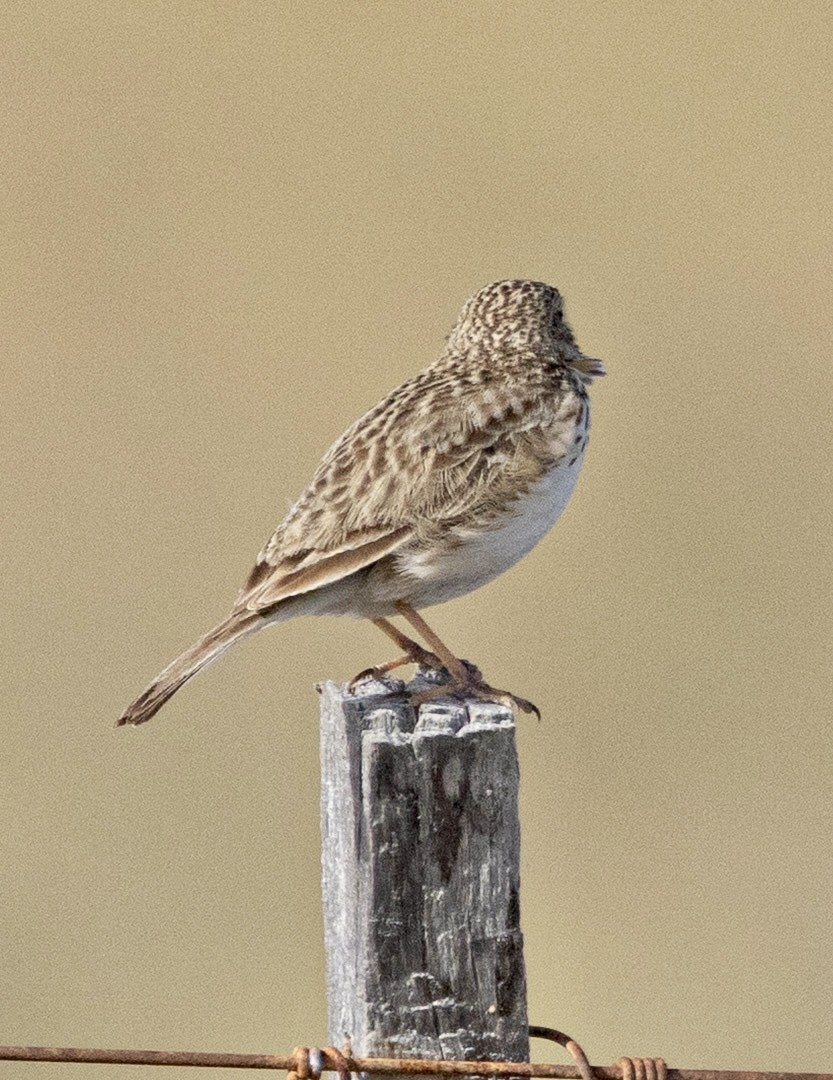 Bisbita Piquicorto - ML645211785