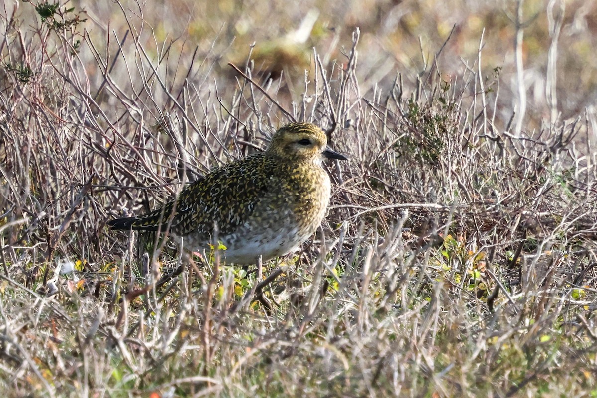 Сивка звичайна - ML645211788