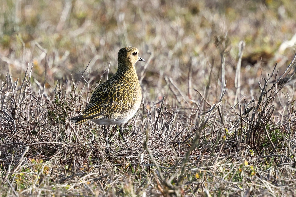 Сивка звичайна - ML645211789