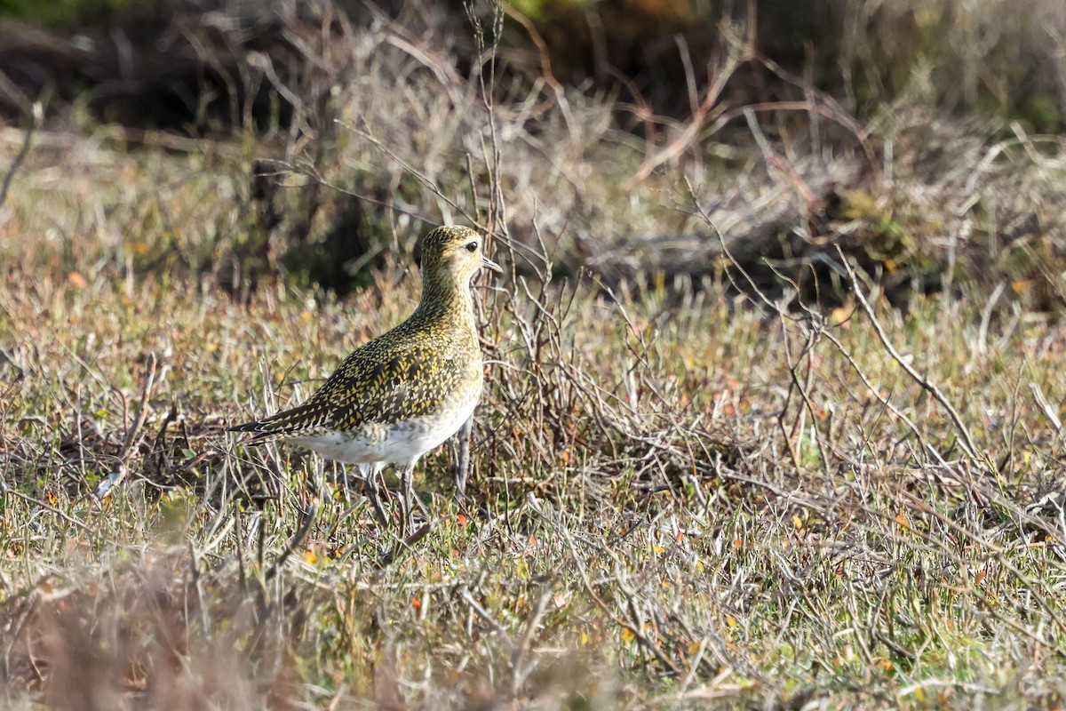 Сивка звичайна - ML645211790