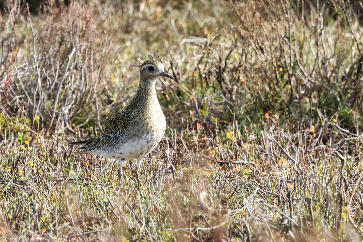 Сивка звичайна - ML645211791