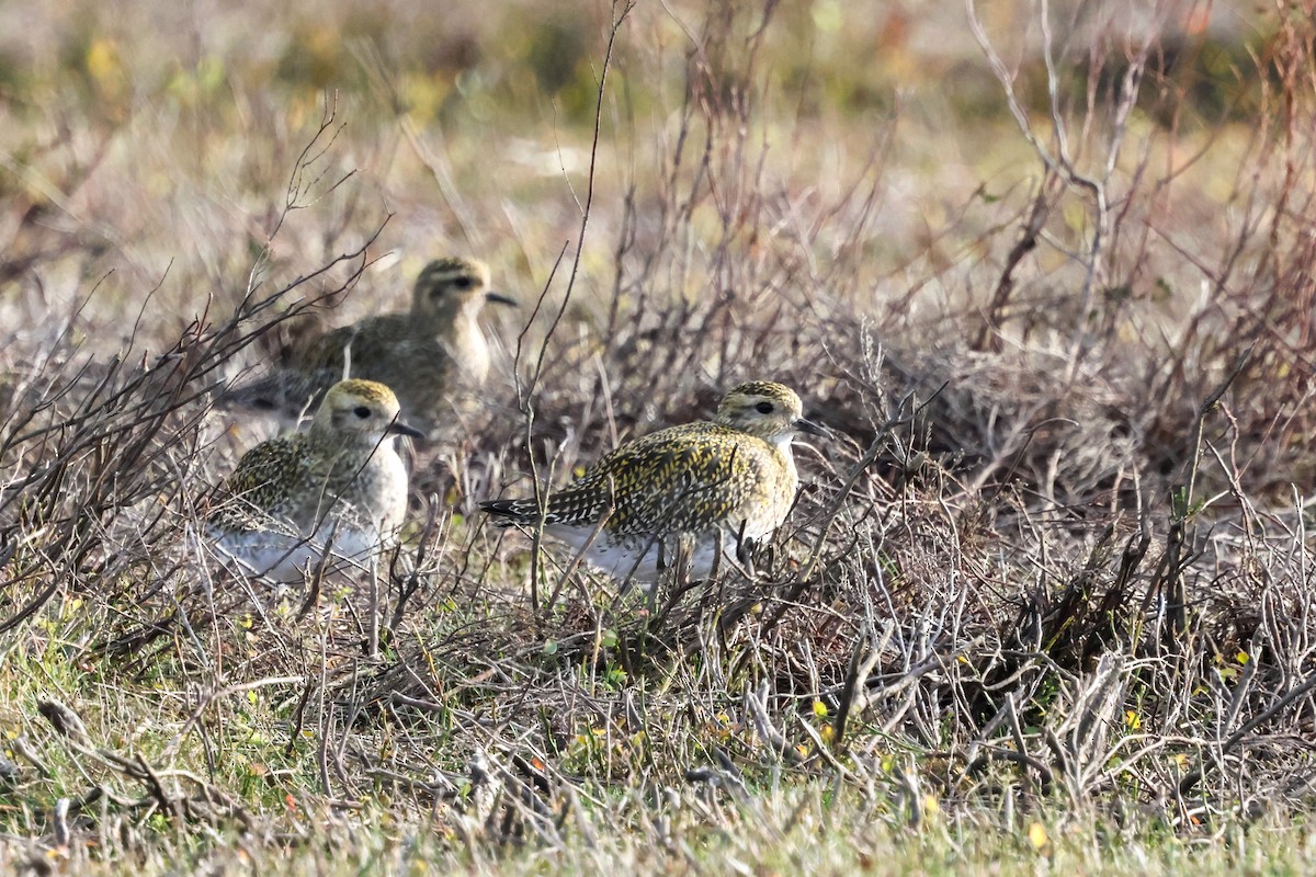 Сивка звичайна - ML645211792