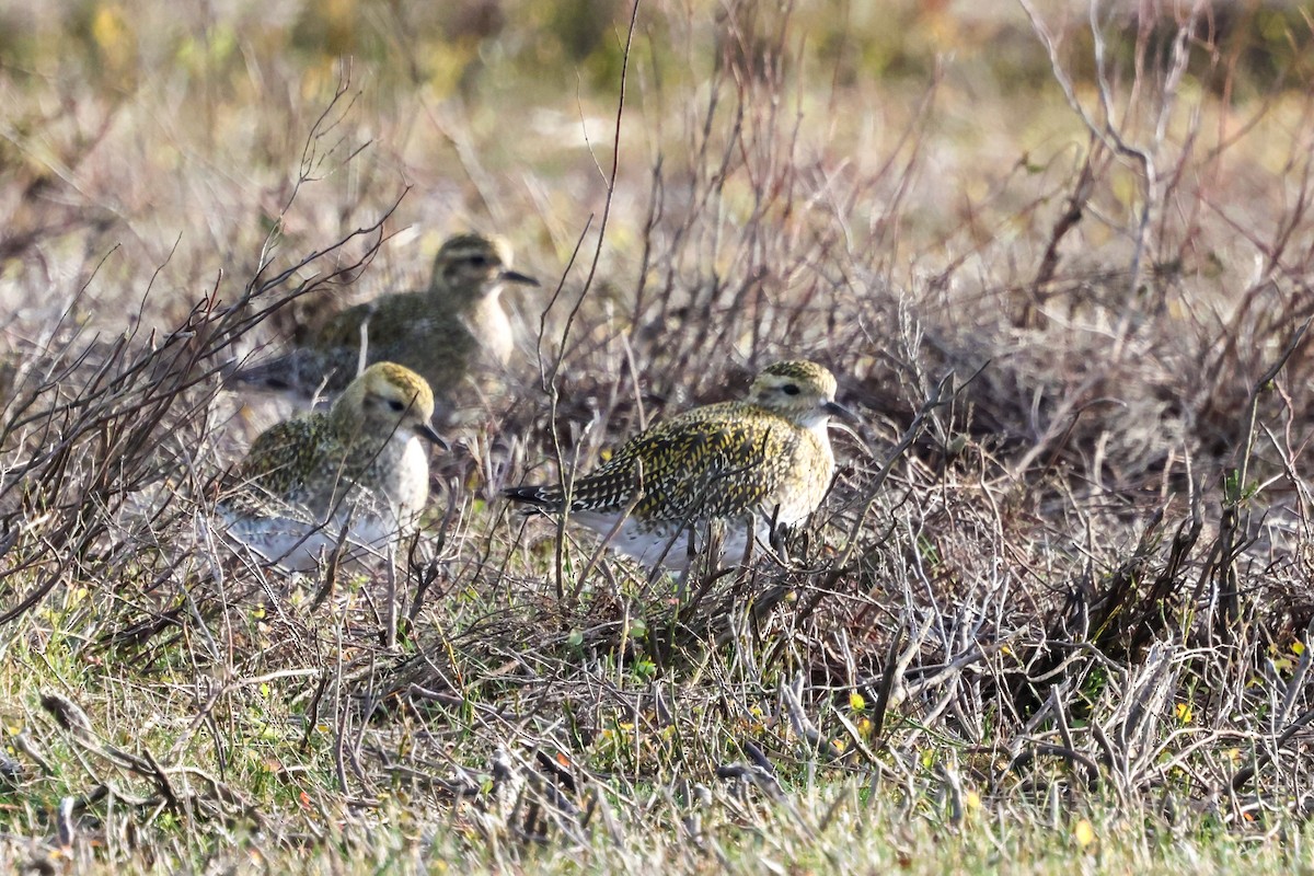 Сивка звичайна - ML645211793