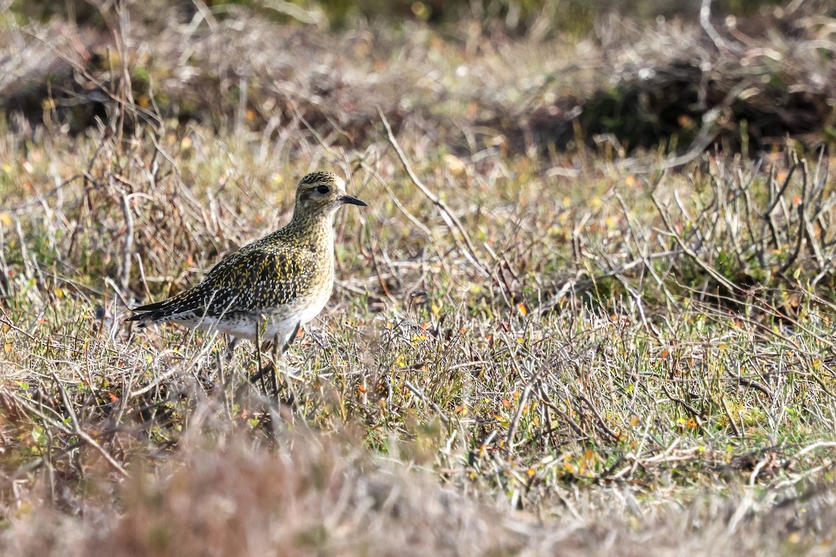Сивка звичайна - ML645211794