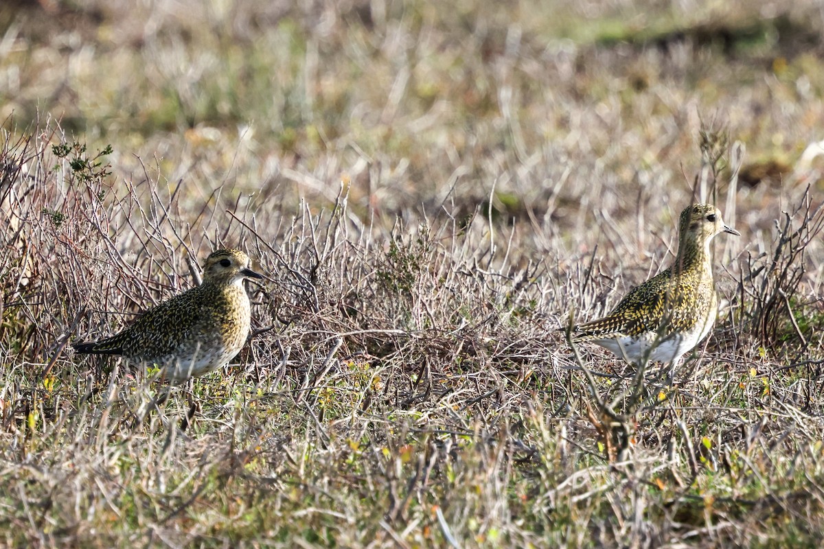 Сивка звичайна - ML645211795