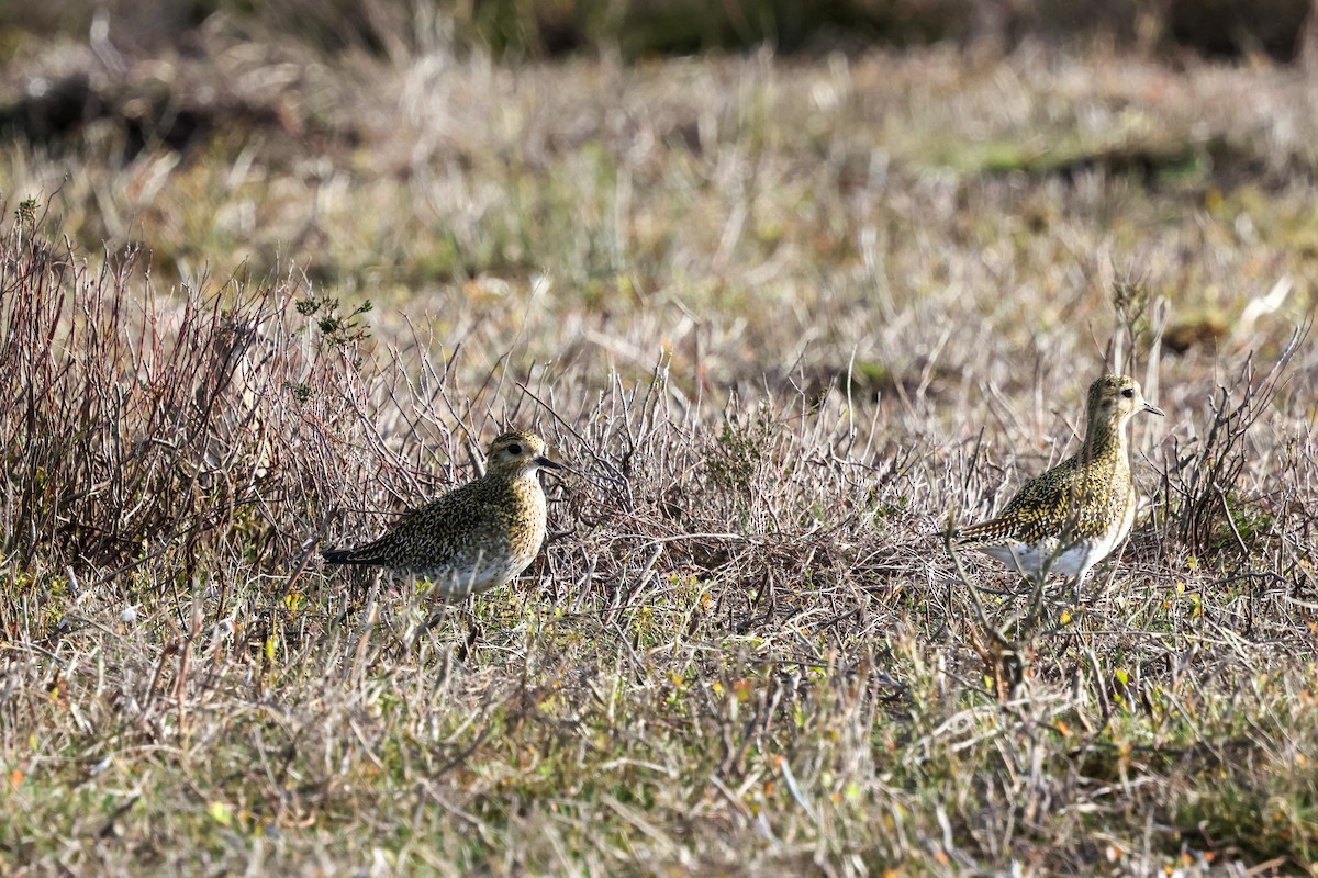 Сивка звичайна - ML645211798