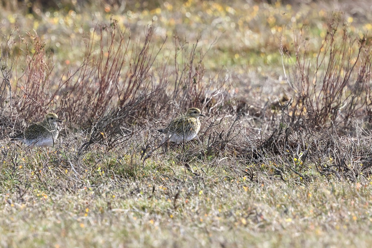 Сивка звичайна - ML645211799
