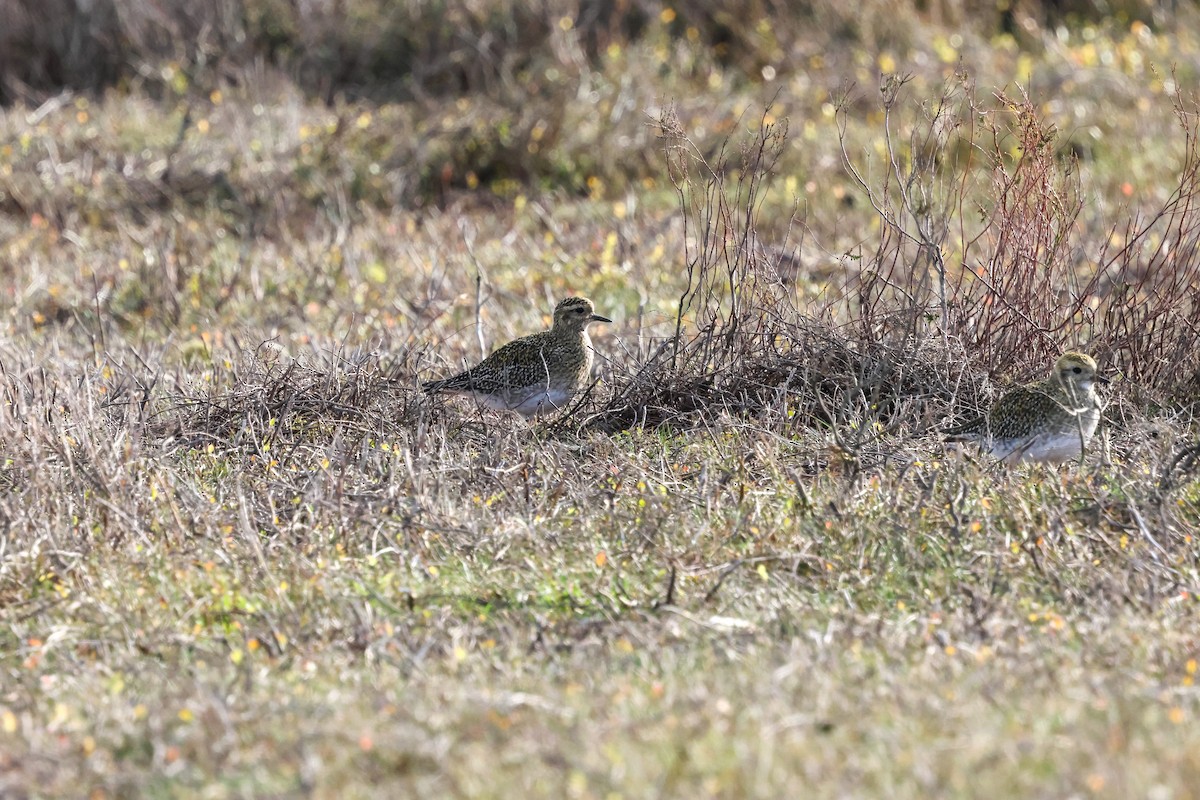 Сивка звичайна - ML645211800