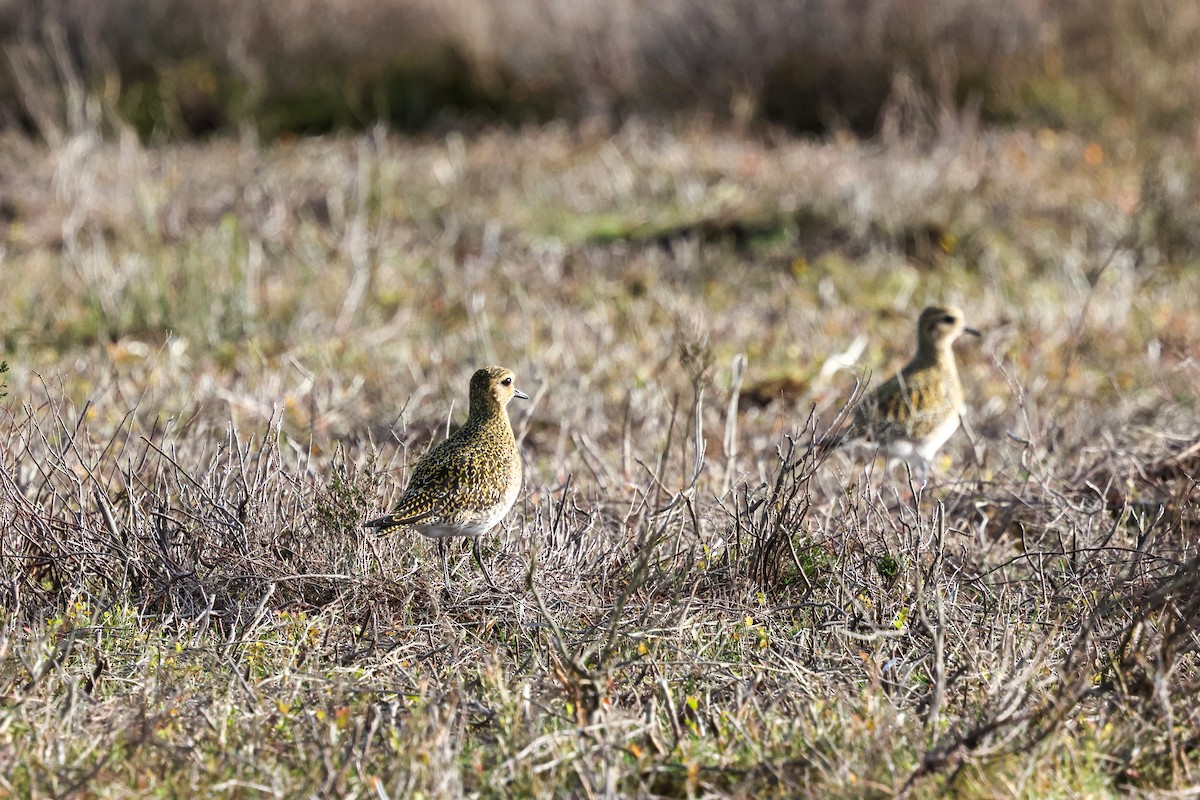 Сивка звичайна - ML645211801