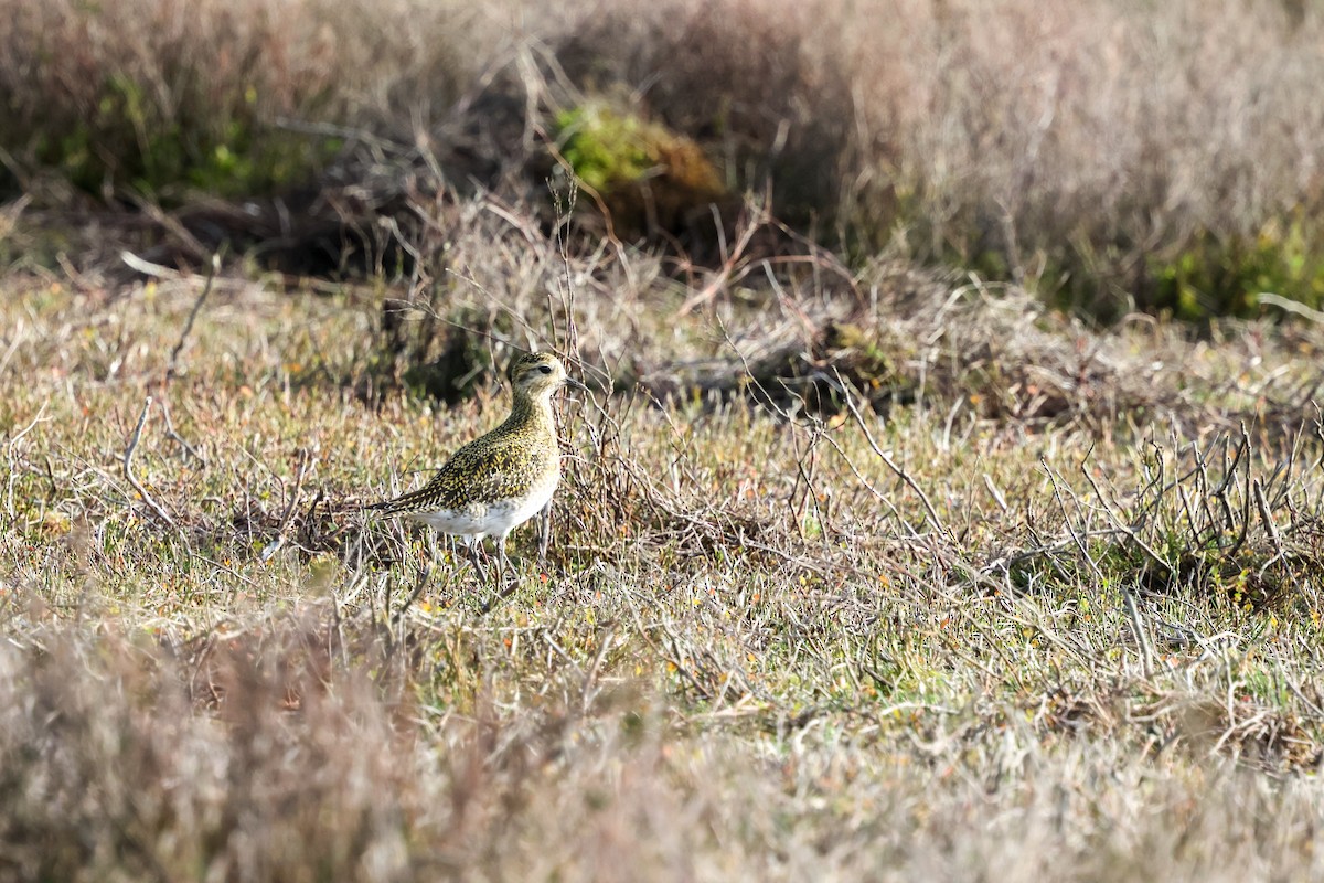 Сивка звичайна - ML645211802