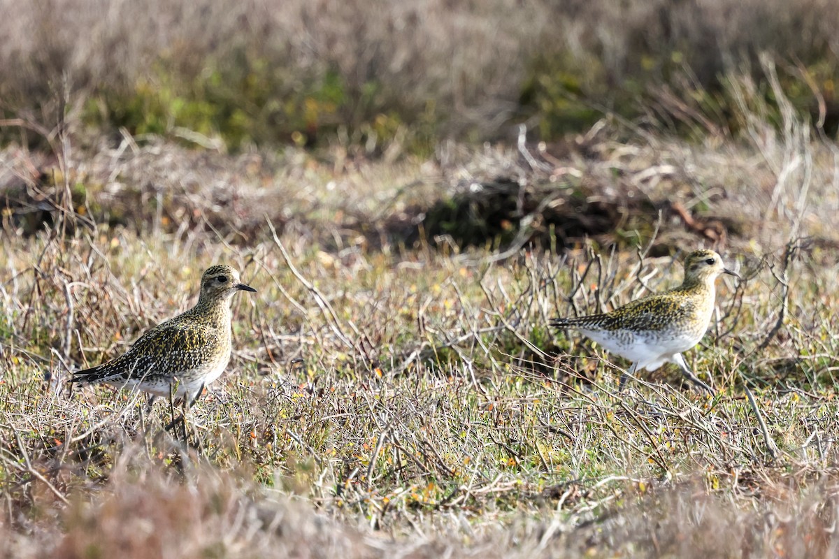 Сивка звичайна - ML645211803