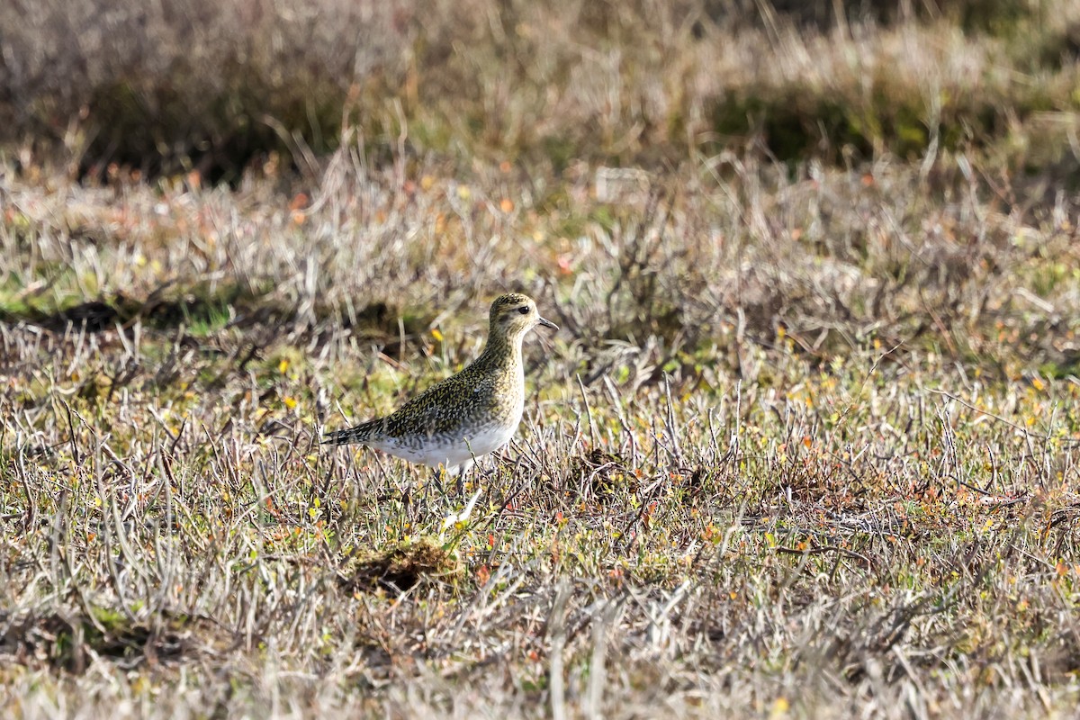 Сивка звичайна - ML645211804