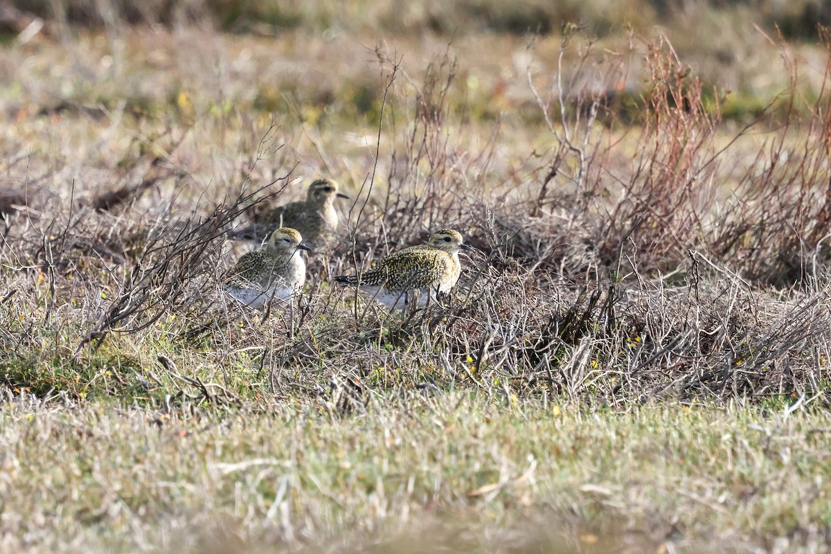 Сивка звичайна - ML645211805