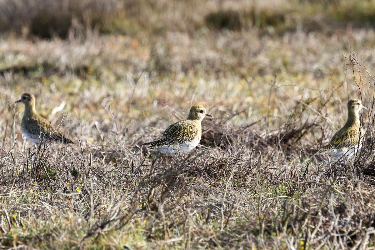 Сивка звичайна - ML645211806