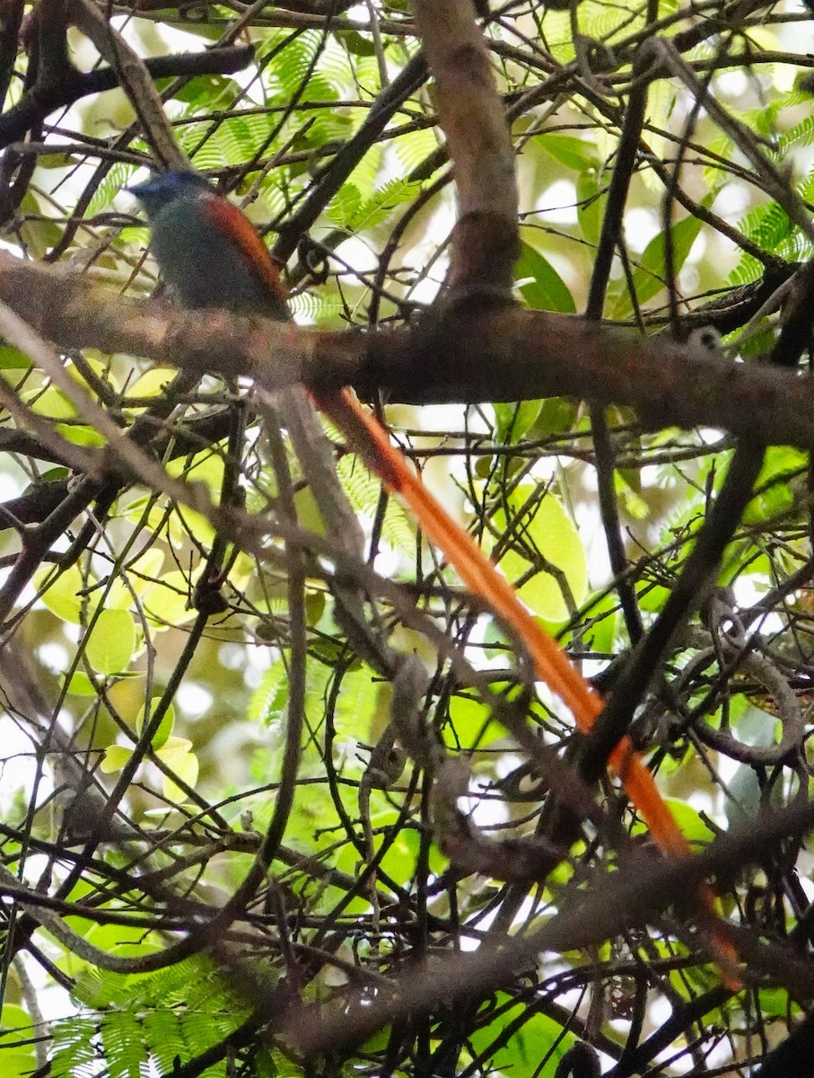 Monarca Africano - ML645211811