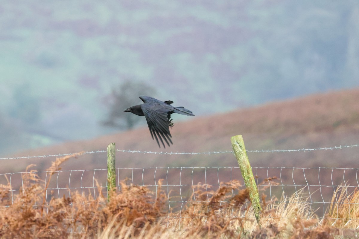 Erroi handia - ML645211815