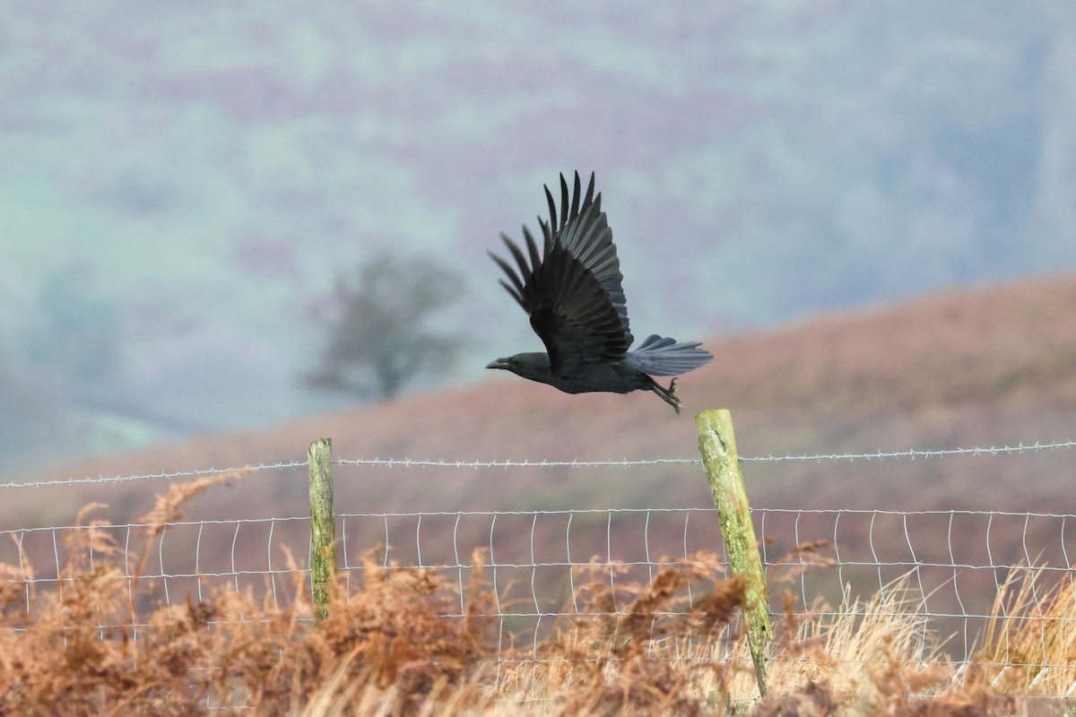 Erroi handia - ML645211816