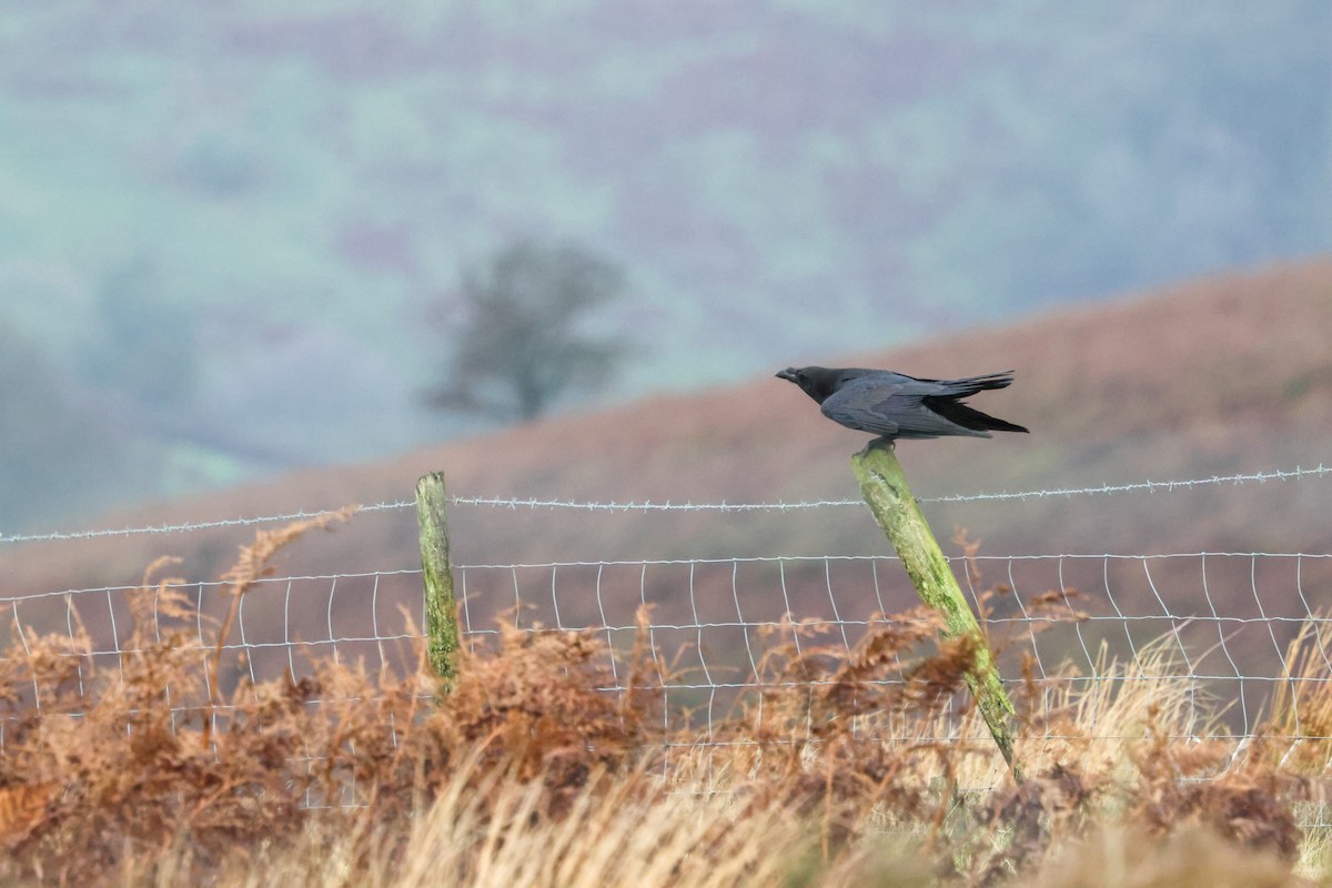 Cuervo Grande - ML645211817