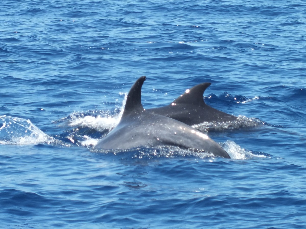 Common Bottlenose Dolphin - ML645211819