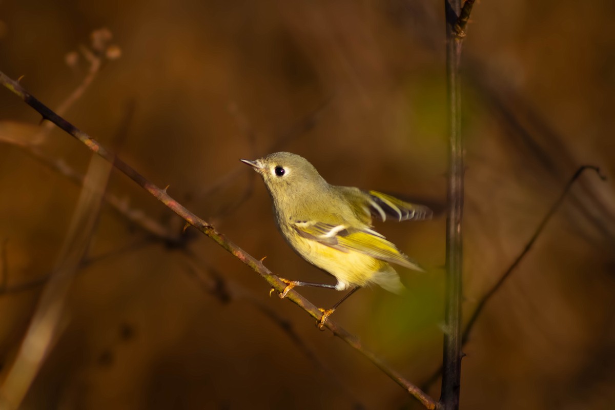 Reyezuelo Rubí - ML645211820