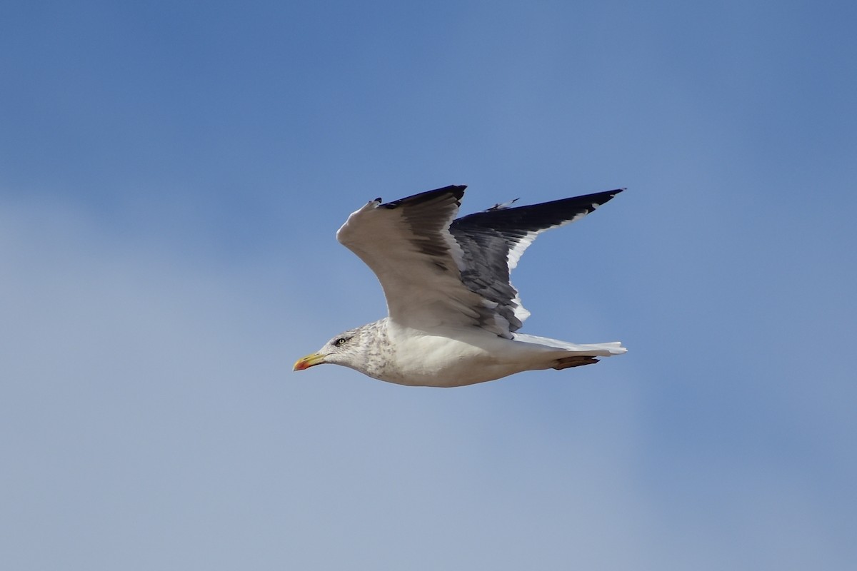 Gaviota Sombría - ML645211821