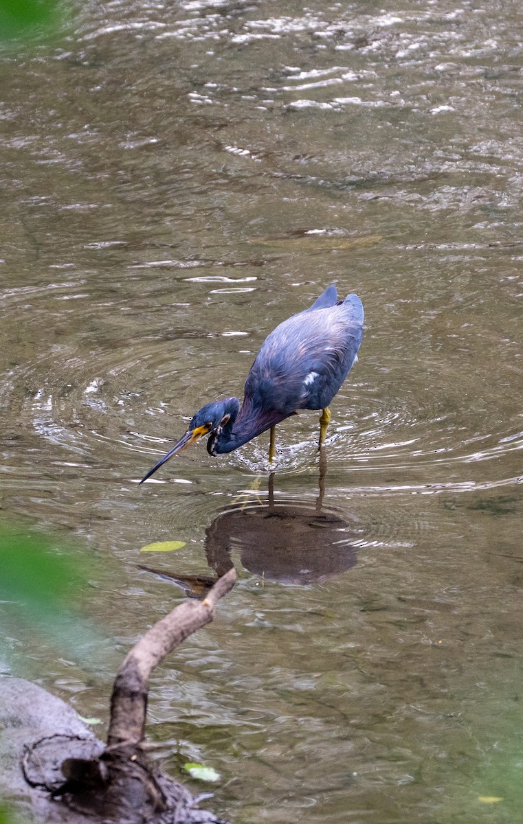 Garceta Tricolor - ML645211822