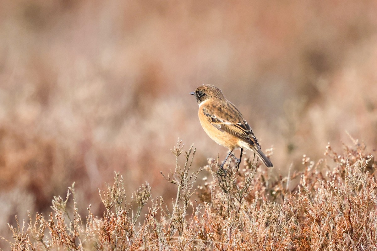 Tarabilla Europea - ML645211826