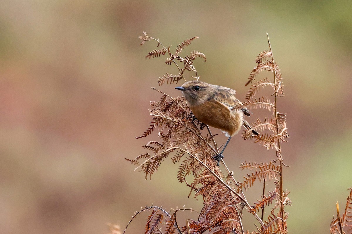 Tarabilla Europea - ML645211828
