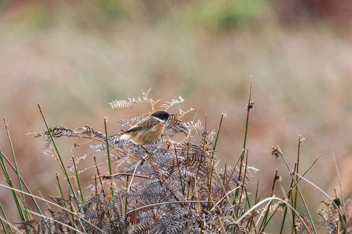 Tarabilla Europea - ML645211829