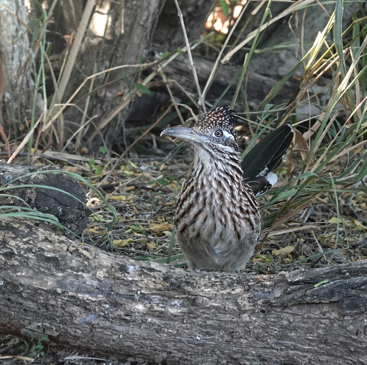 Correcaminos Grande - ML645211831