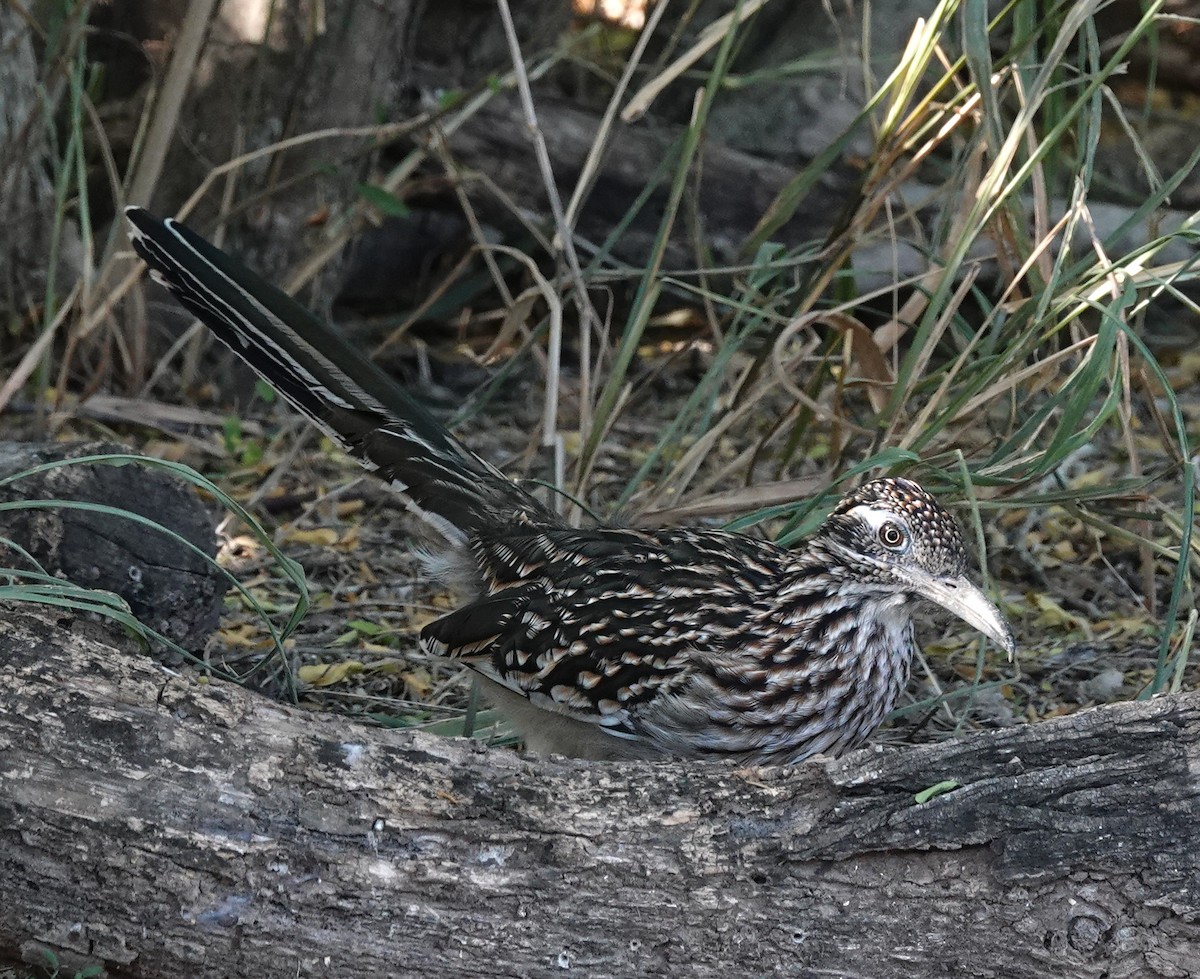 Correcaminos Grande - ML645211832