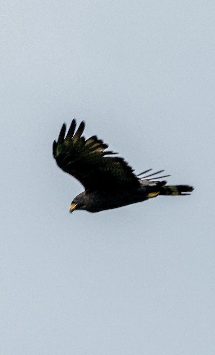 Busardo Aura - ML645211838