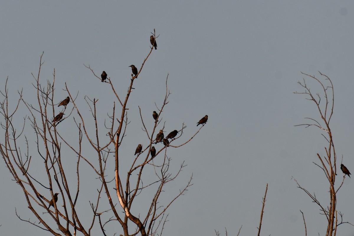 Estornino Pinto - ML645211839