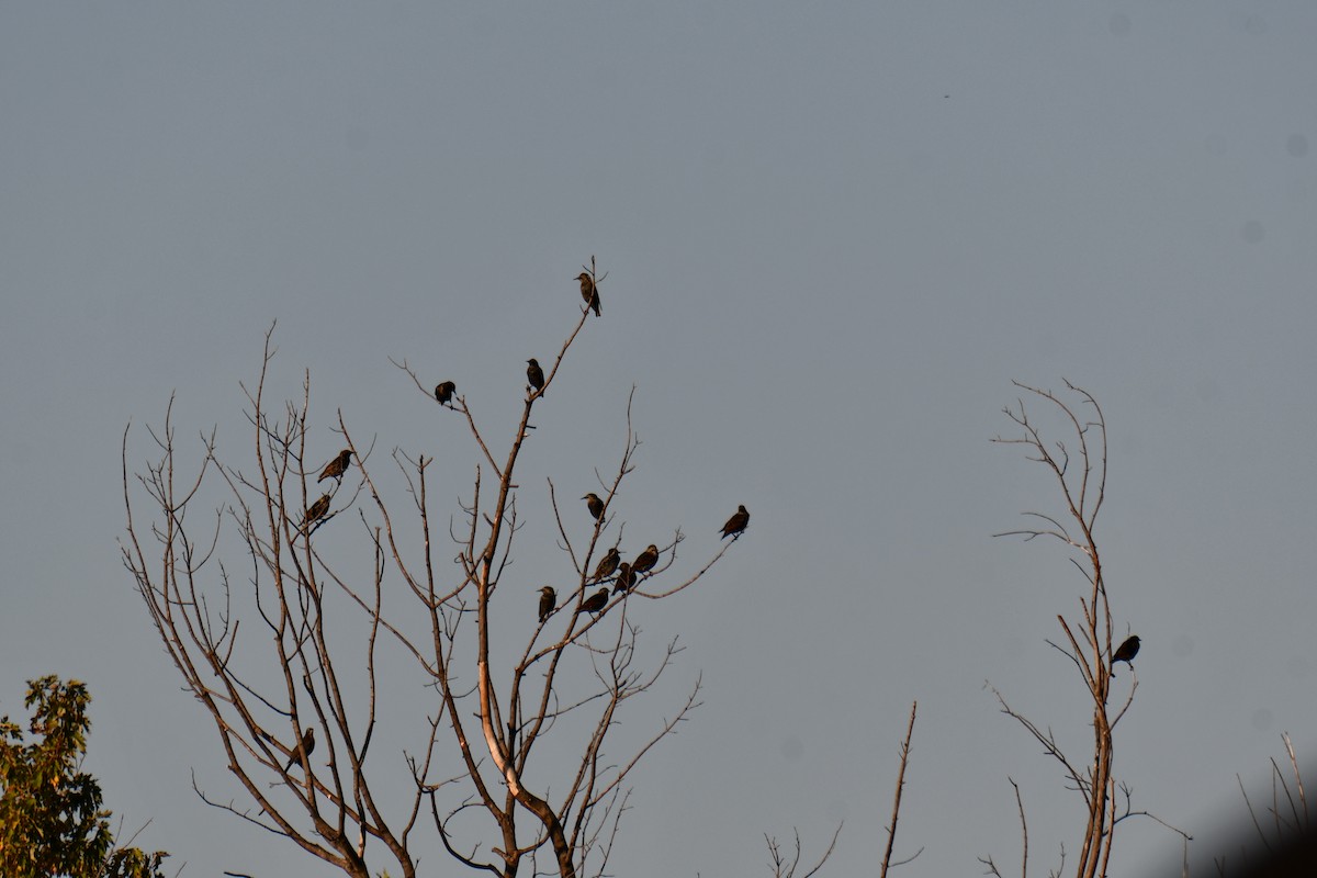 Estornino Pinto - ML645211840