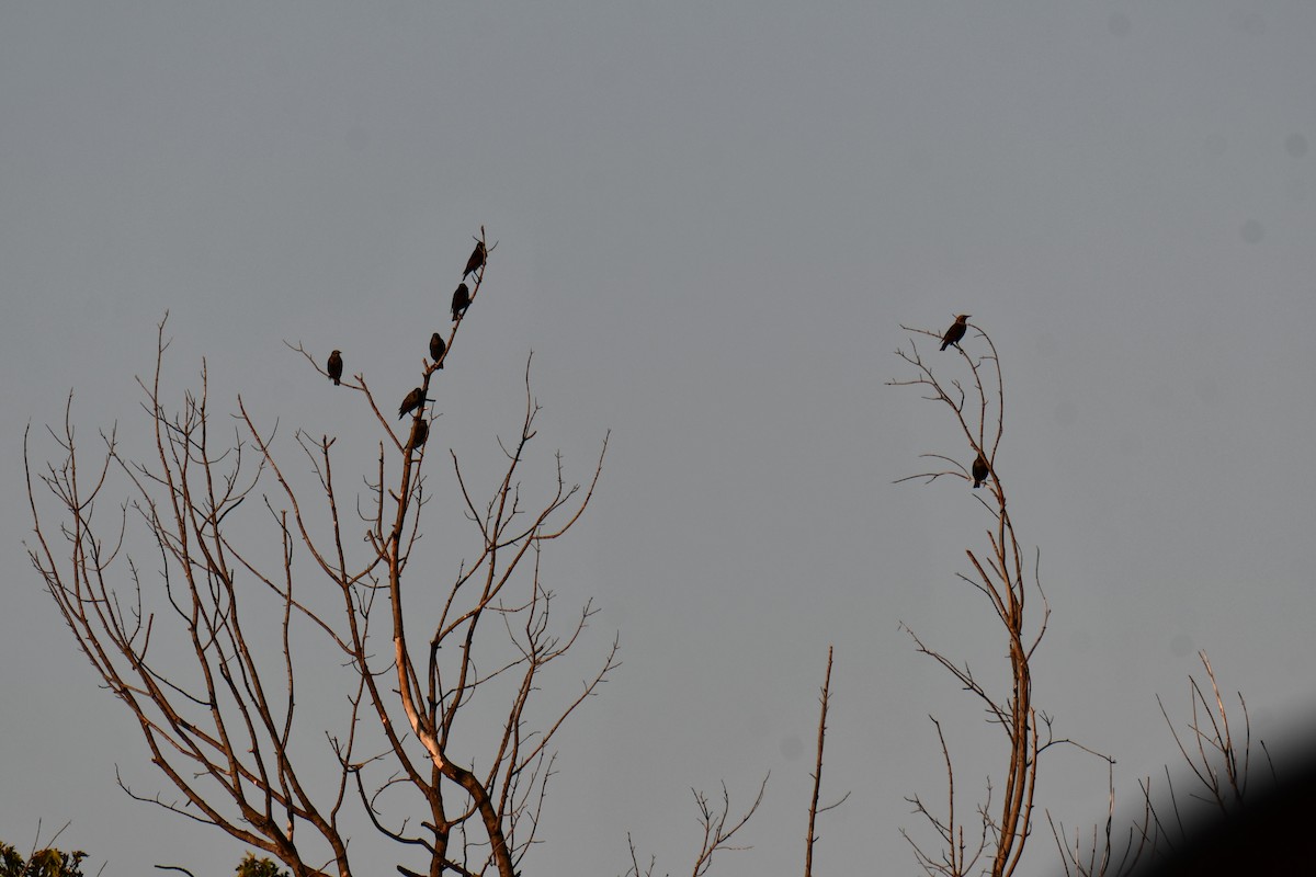 Estornino Pinto - ML645211842