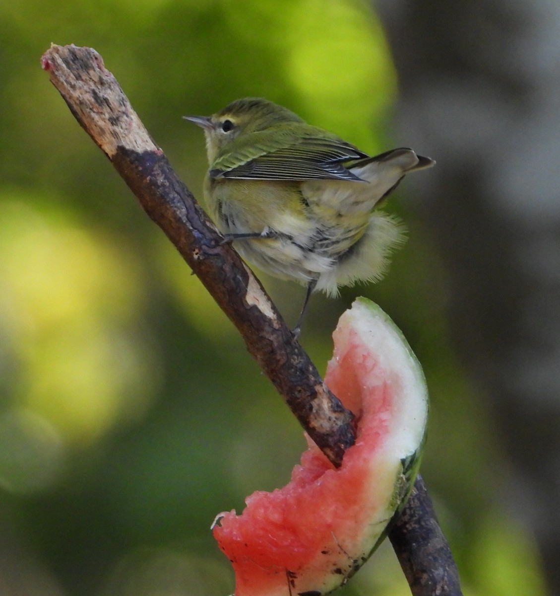 Reinita de Tennessee - ML645211843