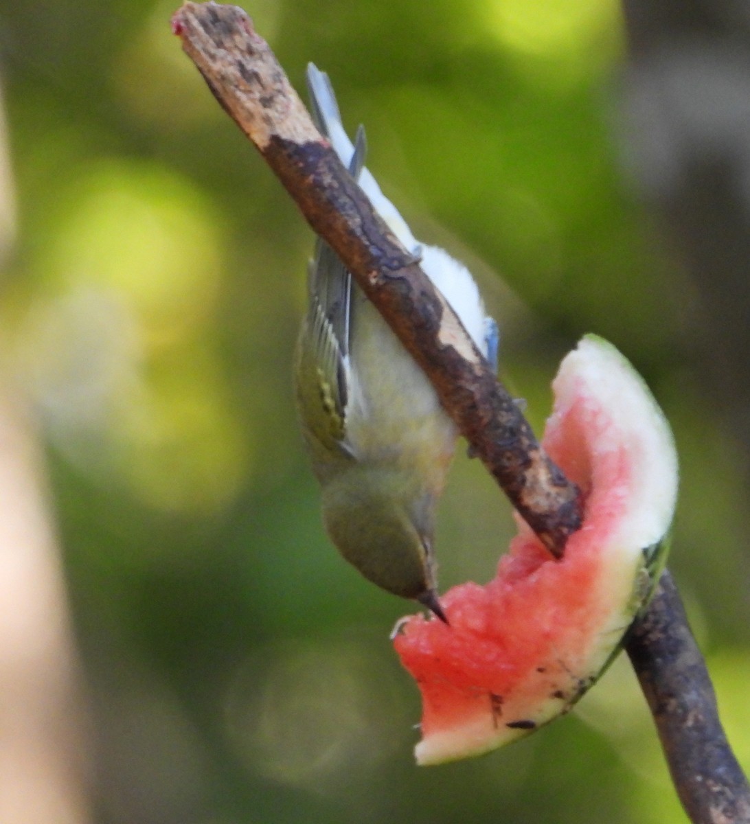 Reinita de Tennessee - ML645211844