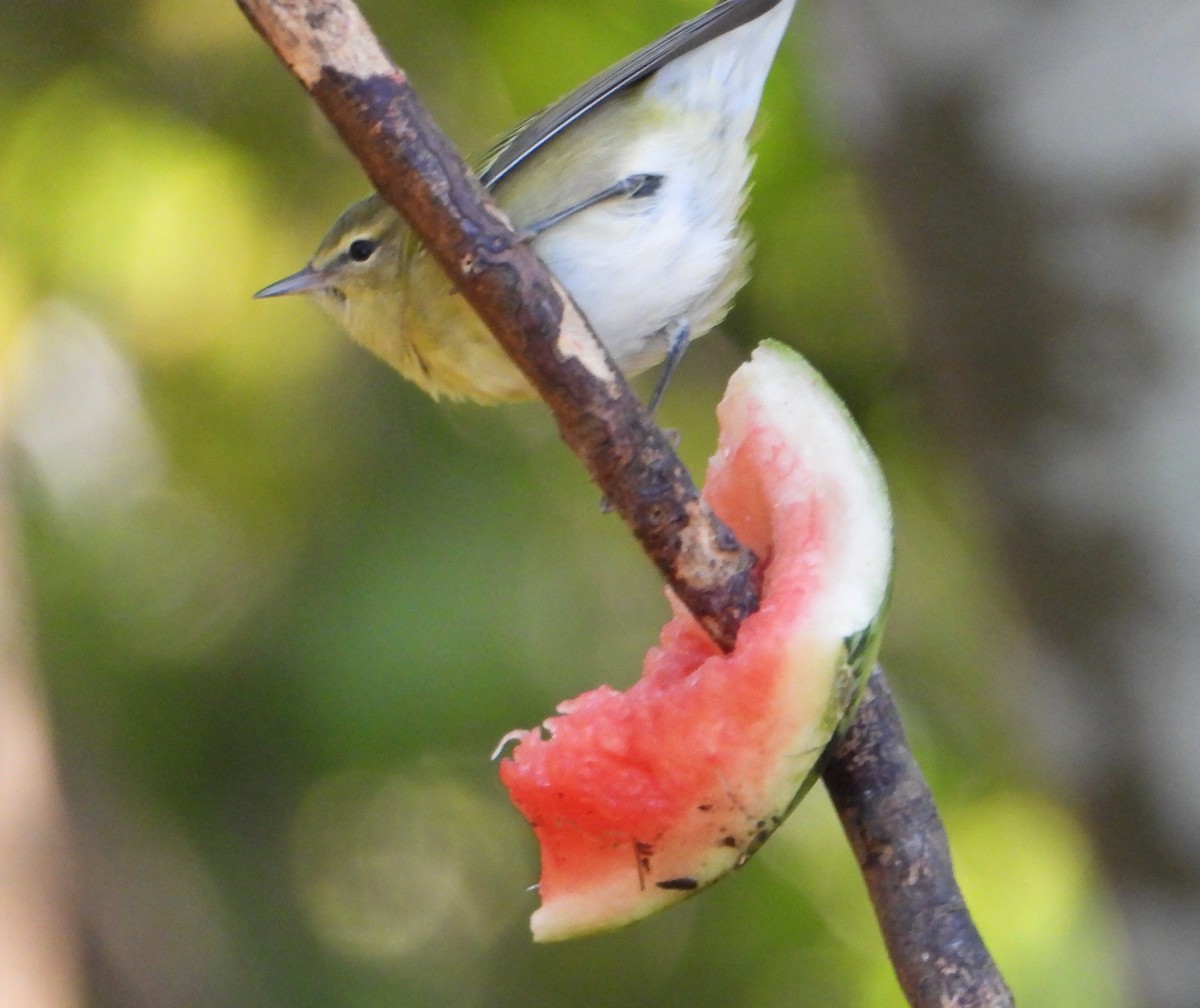 Reinita de Tennessee - ML645211845