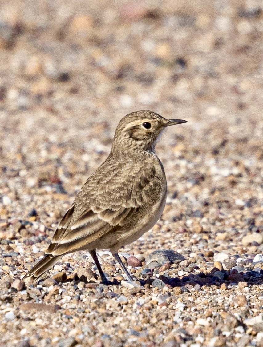 Minero Común - ML645211846